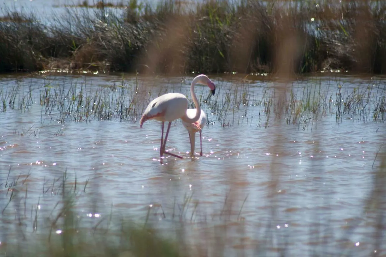 Apartamento Eucaliptus A - Delta Del Ebro L'Eucaliptus